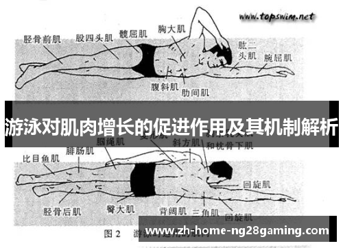 游泳对肌肉增长的促进作用及其机制解析